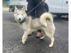 Adopt T636 a Husky