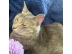 Adopt Cricket a Domestic Short Hair