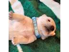 Scottish Terrier Puppy for sale in Bedford, VA, USA