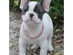 French Bulldog Puppy for sale in San Jacinto, CA, USA