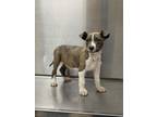 Adopt 18723 a Pit Bull Terrier