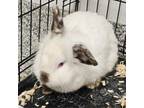 Adopt Marshmello a Californian, Lionhead