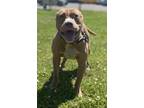 Adopt Jenner a Pit Bull Terrier, Mixed Breed