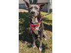 Adopt Chirp a Pit Bull Terrier, Mixed Breed