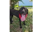 Adopt Andy a Labrador Retriever, Pit Bull Terrier