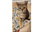 Adopt Patchouli a Domestic Short Hair
