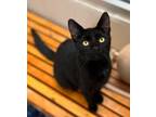 Adopt Lycan a Domestic Short Hair