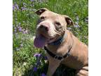 Adopt BLUE a Pit Bull Terrier