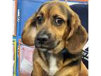 Adopt Happy a Beagle