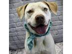 Adopt Spud a Mixed Breed