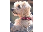 Adopt Elliott a Schnauzer, Yorkshire Terrier