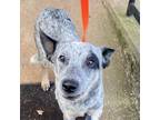 Adopt Hunter a Australian Cattle Dog / Blue Heeler