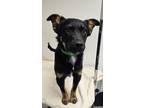 Adopt Gregory a Shepherd, Mixed Breed
