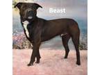 Adopt Beast a Pit Bull Terrier