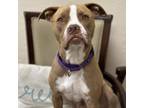 Adopt Butters a Pit Bull Terrier