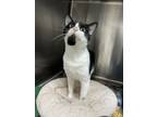 Adopt Mertz a Domestic Short Hair