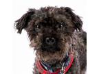 Adopt Zig Zag 11816 a Norfolk Terrier
