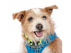 Adopt Ledger 11792 a Terrier