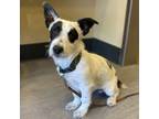 Adopt Quentin a Terrier, Mixed Breed
