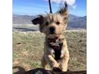 Adopt Benji a Havanese, Terrier