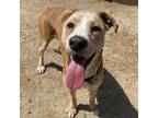 Adopt Ollie a Cattle Dog, Mixed Breed