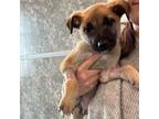Adopt Tommy a Mixed Breed