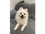 Adopt OLAF a Pomeranian