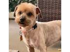 Adopt Woody a Terrier