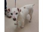 Adopt Archie SR. hearing impaired a Jack Russell Terrier