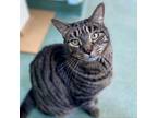 Adopt Stripes a Domestic Short Hair