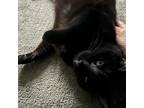 Adopt Shadow a Domestic Short Hair