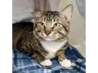 Adopt Harold a Domestic Short Hair