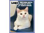 Adopt Loki, Willow Grove PA (FCID# 03/26/2024-25) a Tabby