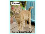 Adopt Picard, Willow Grove PA (FCID# 03/27/2024-31) a Tabby