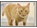 Adopt Picard, Willow Grove PA (FCID# 03/27/2024-31) a Tabby