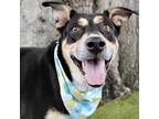 Adopt Buddy The Dog a Mixed Breed