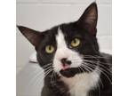 Adopt Chase a Domestic Short Hair