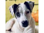 Adopt Fred a Mixed Breed