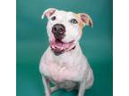 Adopt Ozzy a Pit Bull Terrier