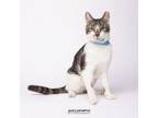 Adopt Pie a Domestic Short Hair