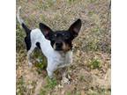 Adopt Elvis a Rat Terrier