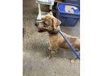 Adopt Pablo a Catahoula Leopard Dog