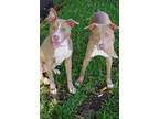 Adopt Scout and Willow - BONDED PAIR a Terrier