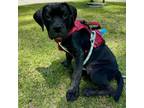 Adopt Chilaca a Mastiff, Black Labrador Retriever