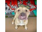 Adopt Gumby a Pit Bull Terrier
