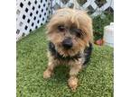 Adopt Peeps 72 a Yorkshire Terrier