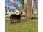 Adopt Miles 29 a Yorkshire Terrier