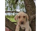 Labrador Retriever Puppy for sale in Rocky Mount, VA, USA