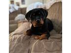 Rottweiler Puppy for sale in West Lawn, PA, USA