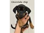 Adopt Chocolate chip a Rottweiler